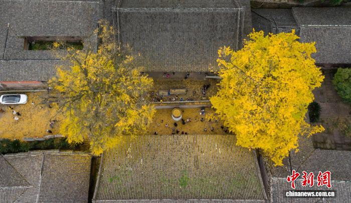 成都云頂山千年古銀杏滿目金黃引游人