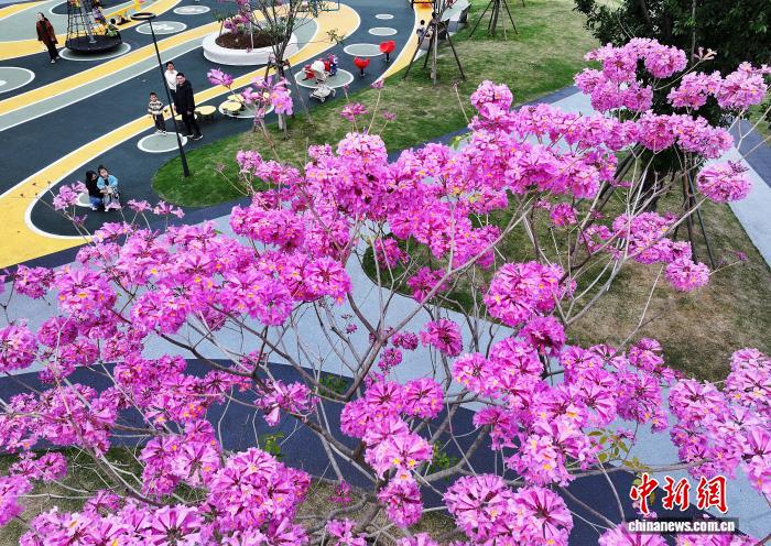 冬日福州口袋公園上演紫色浪漫