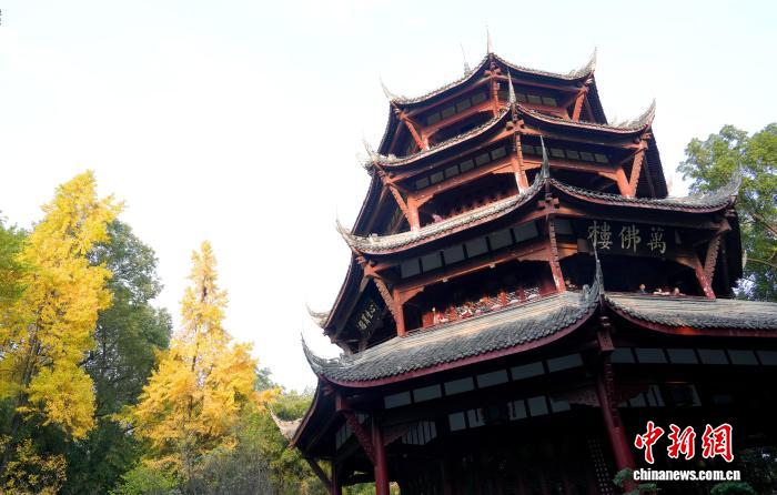 成都迎來銀杏觀賞季