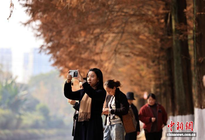 成都升仙湖公園水杉林染“紅妝”引游人