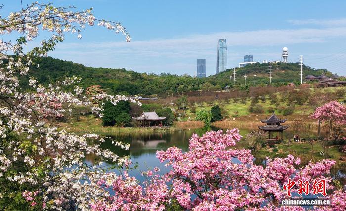 廣西南寧冬日繁花似錦