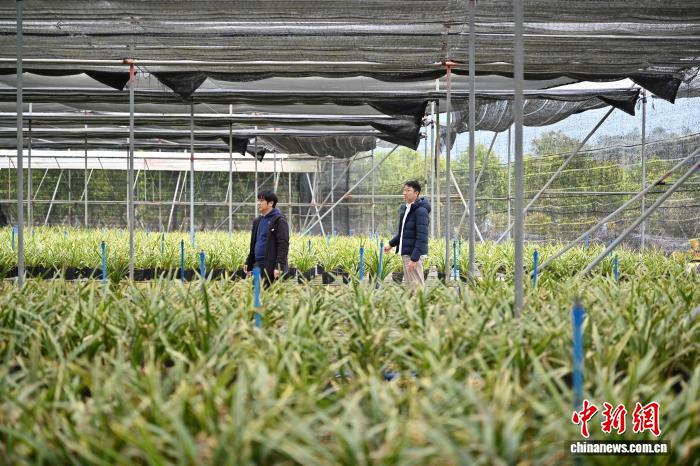 “臺(tái)農(nóng)二代”接力父輩扎根廣州打造“蘭花王國(guó)”