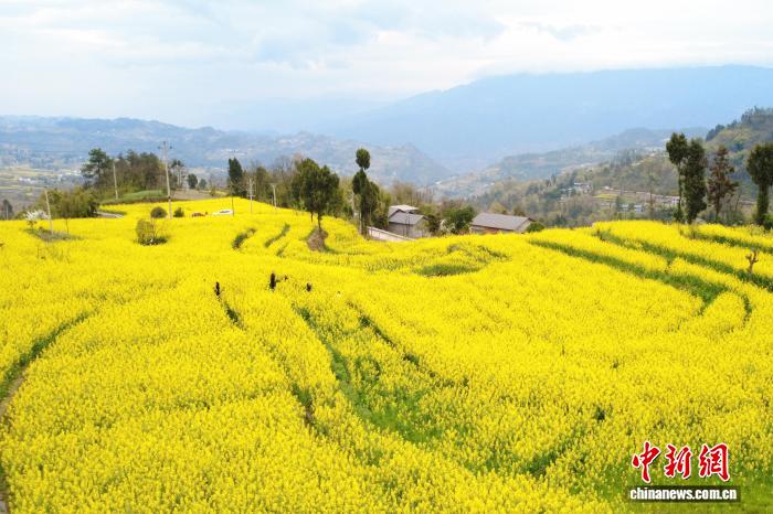 重慶武隆廟埡萬畝梯田油菜花盛開美如畫