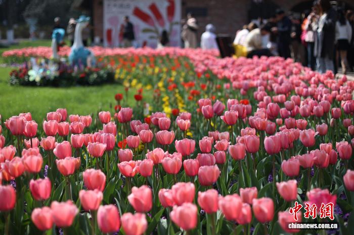 南京:郁金香盛放繪就春日花花世界