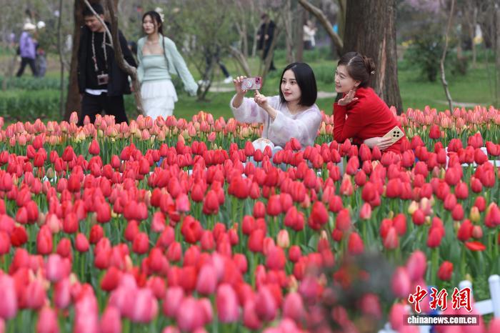 南京紫金山“春日花事”繪就多彩世界
