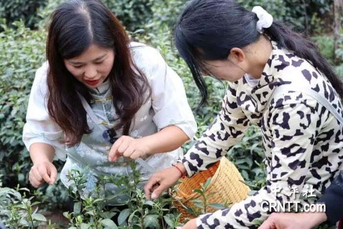 彭美葵向當(dāng)?shù)夭柁r(nóng)請教采茶技術(shù)